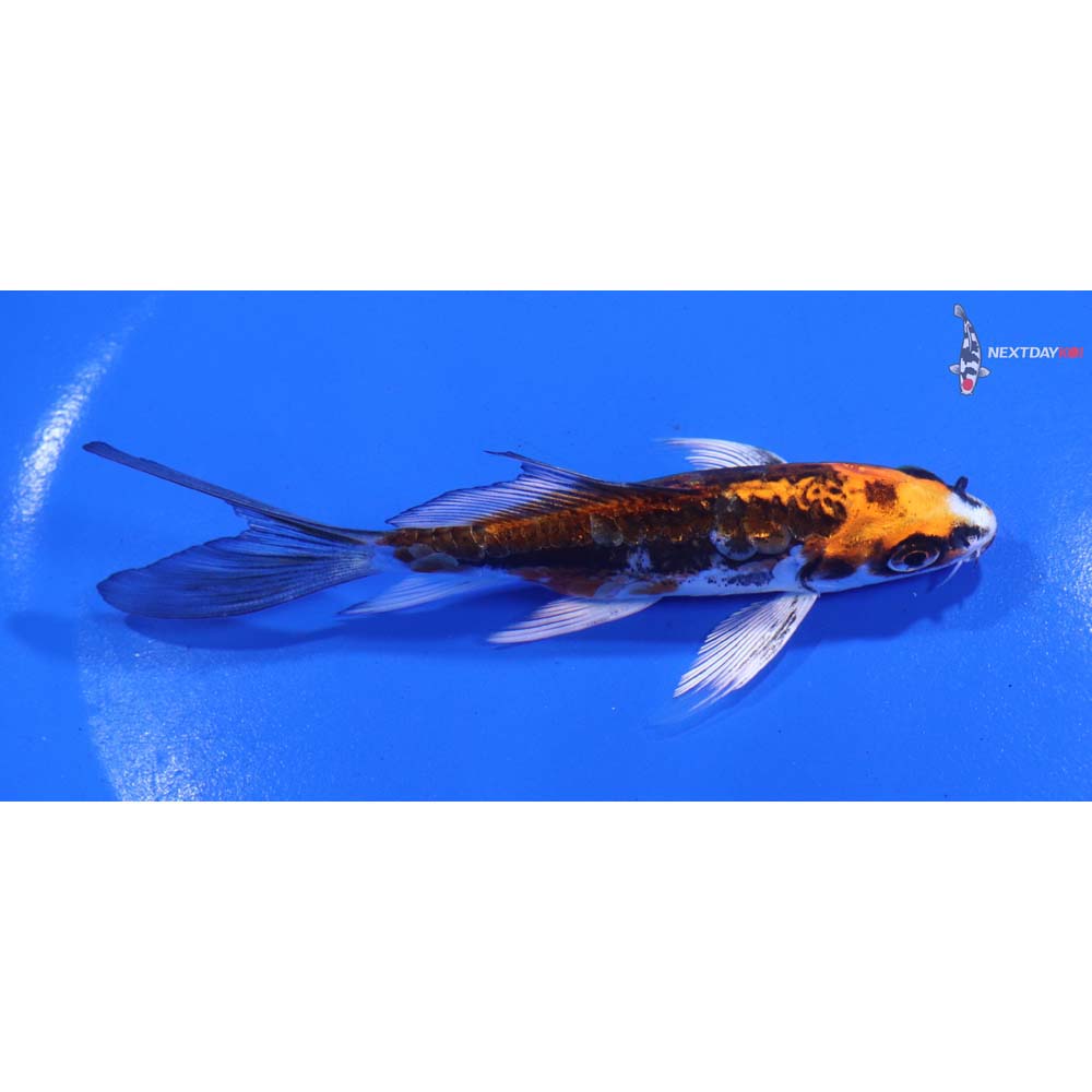 4.5” Imported Kin Kikokuryu Butterfly Koi