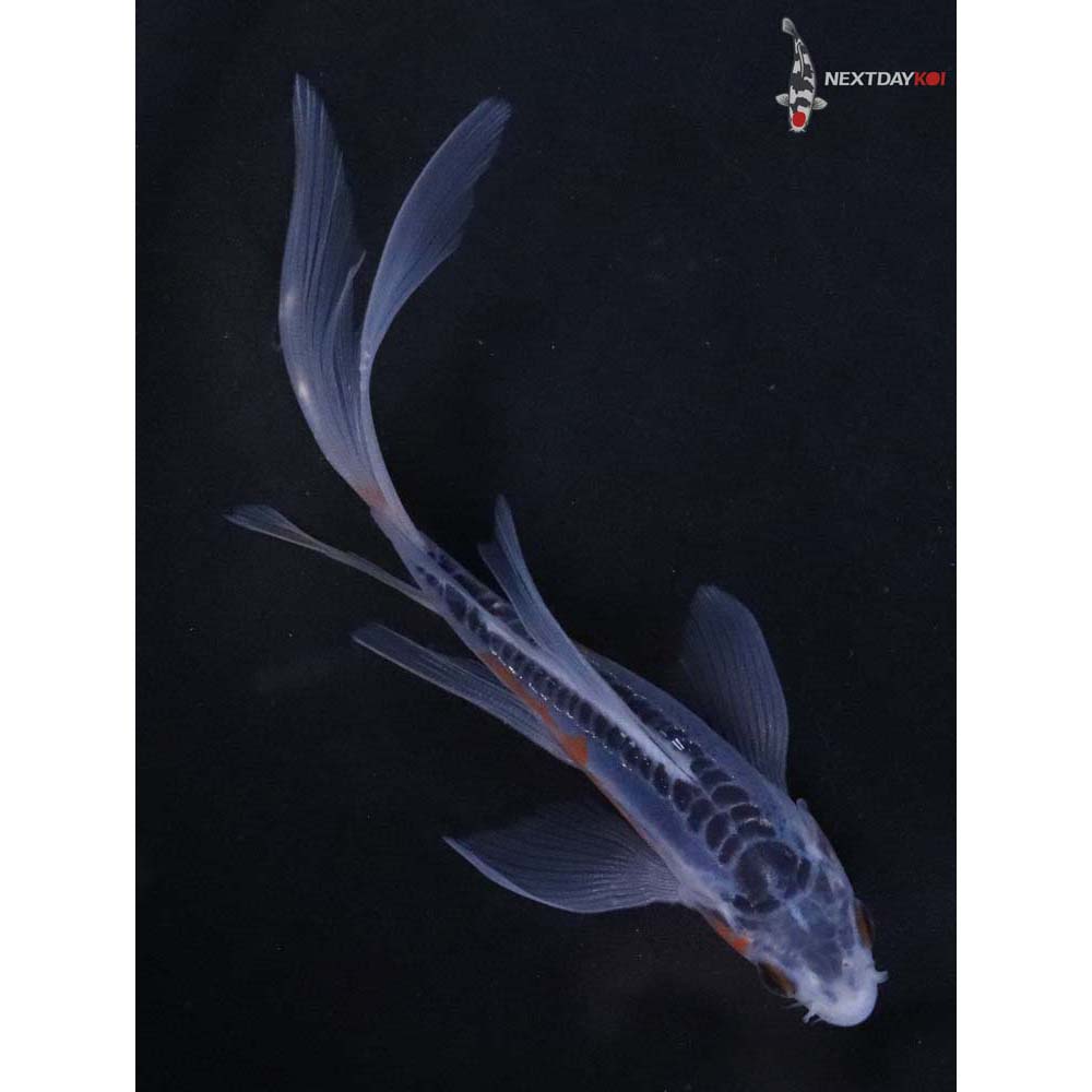 5” Imported Shusui Butterfly Koi