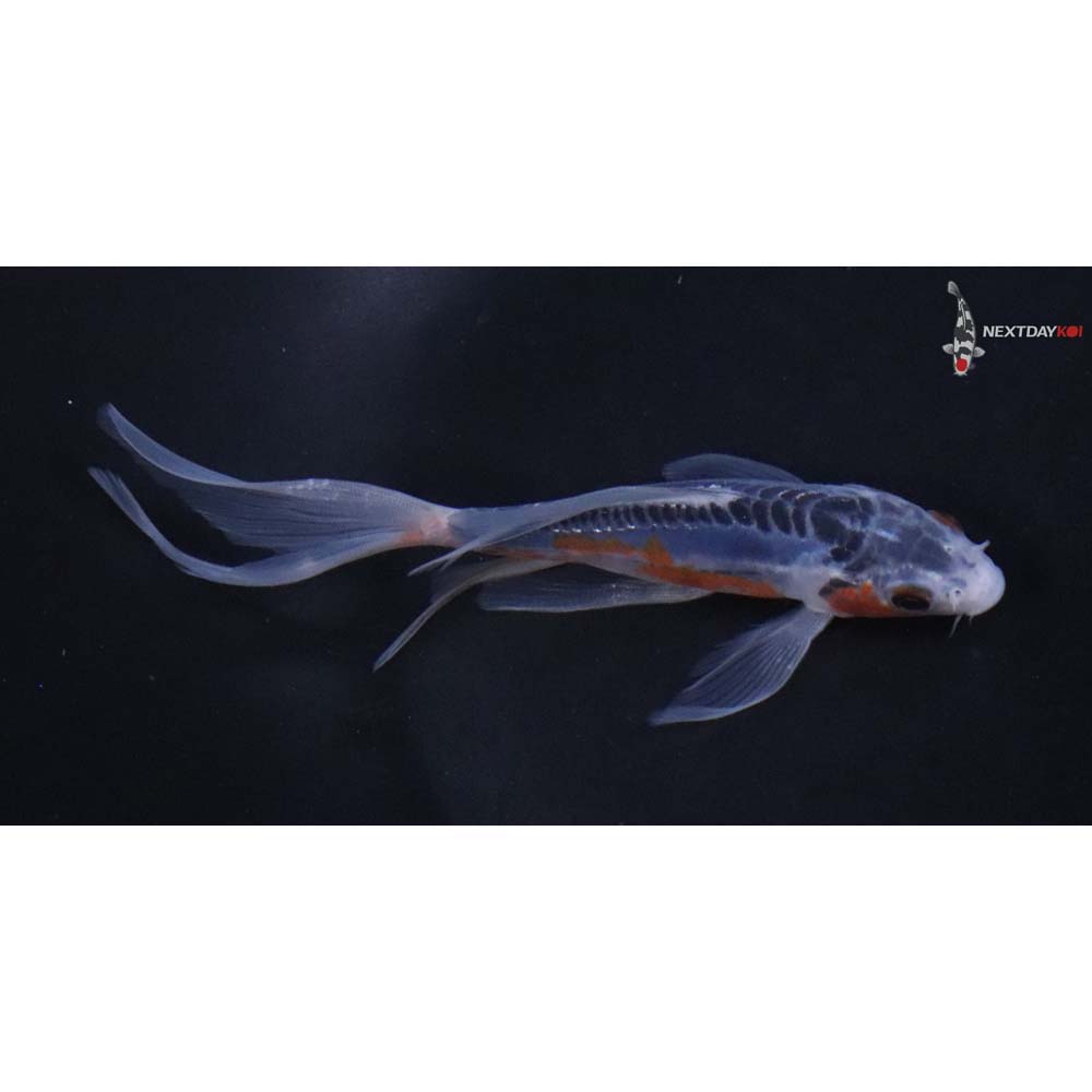 5” Imported Shusui Butterfly Koi