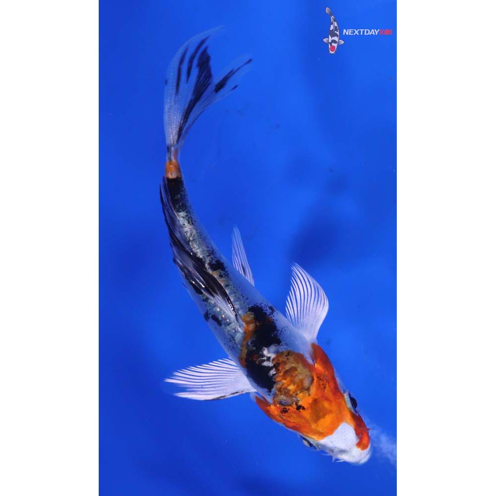 4” Imported Heisei Nishiki Butterfly Koi