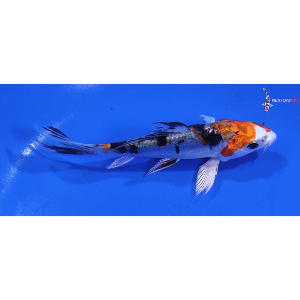 4” Imported Heisei Nishiki Butterfly Koi