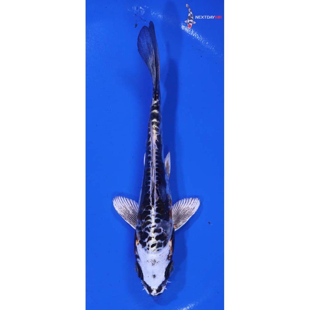 5” Imported Kin Kikokuryu