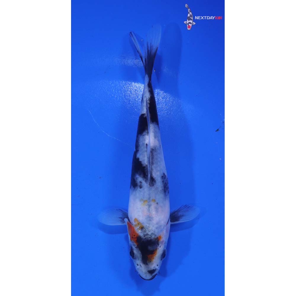 5” Imported Beni Matsukawabakke