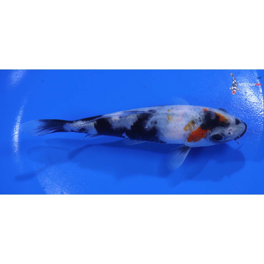 5” Imported Beni Matsukawabakke