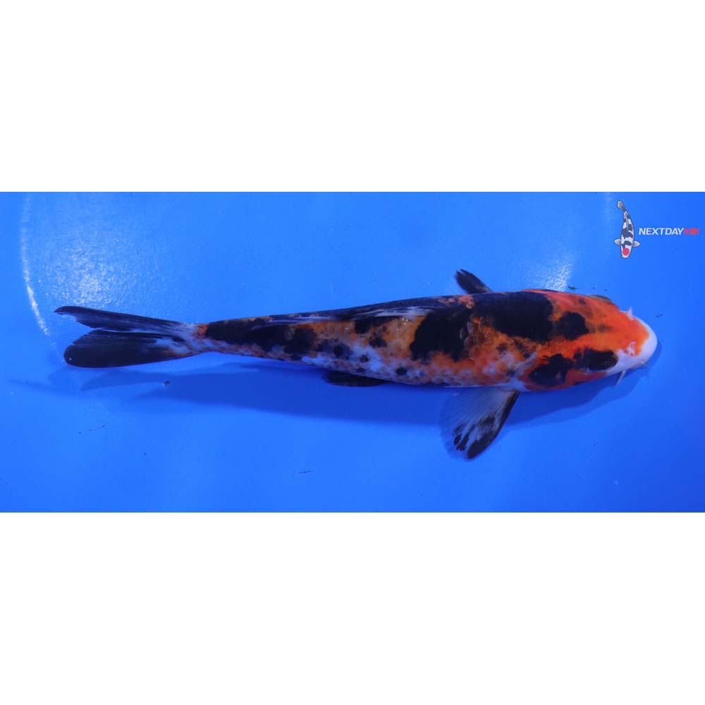 5.5” Imported Sanke