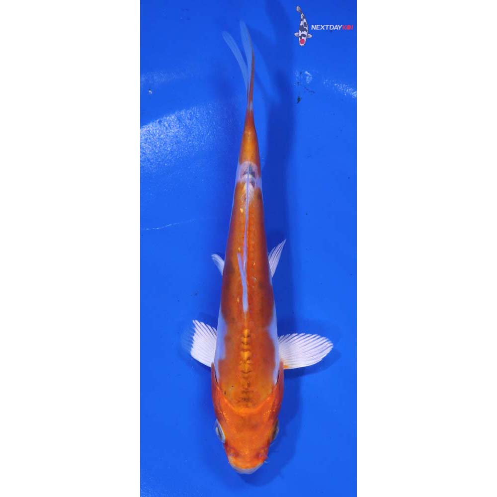 5.5” Imported Heisei Nishiki