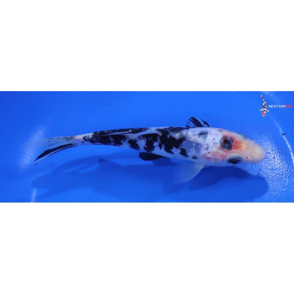 5.5” Imported Doitsu Shiro Bekko