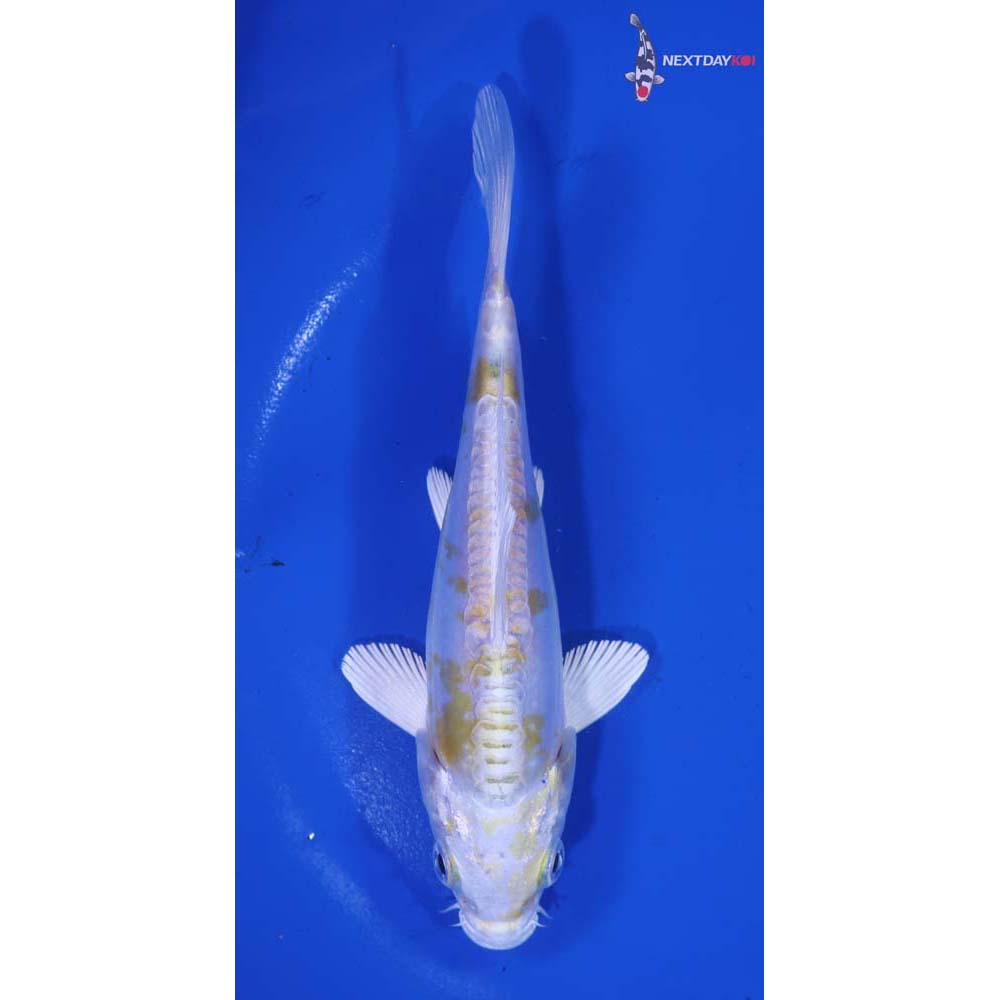 5.5” Imported Doitsu Lemon Hariwake