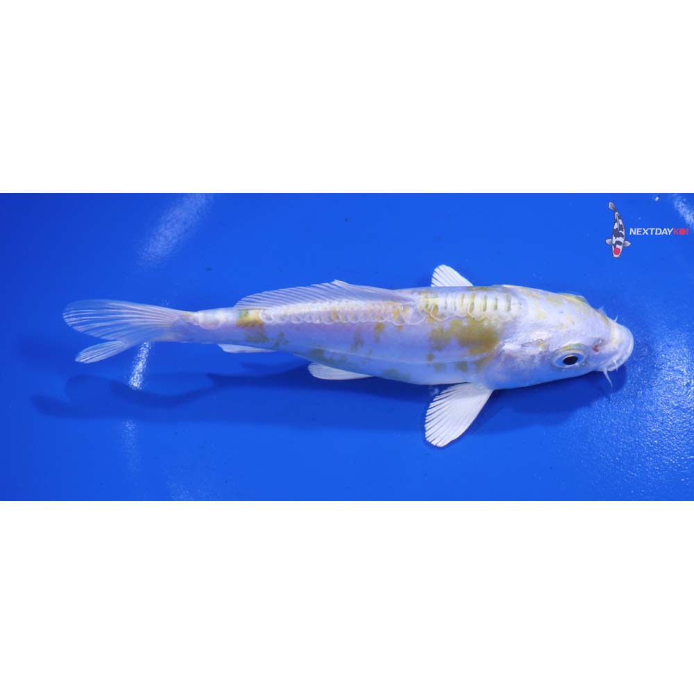 5.5” Imported Doitsu Lemon Hariwake