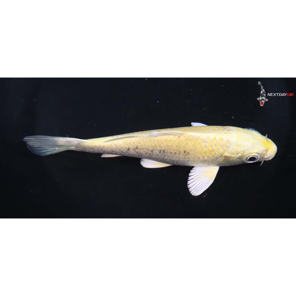 5.5” Imported Yamabuki Ogon