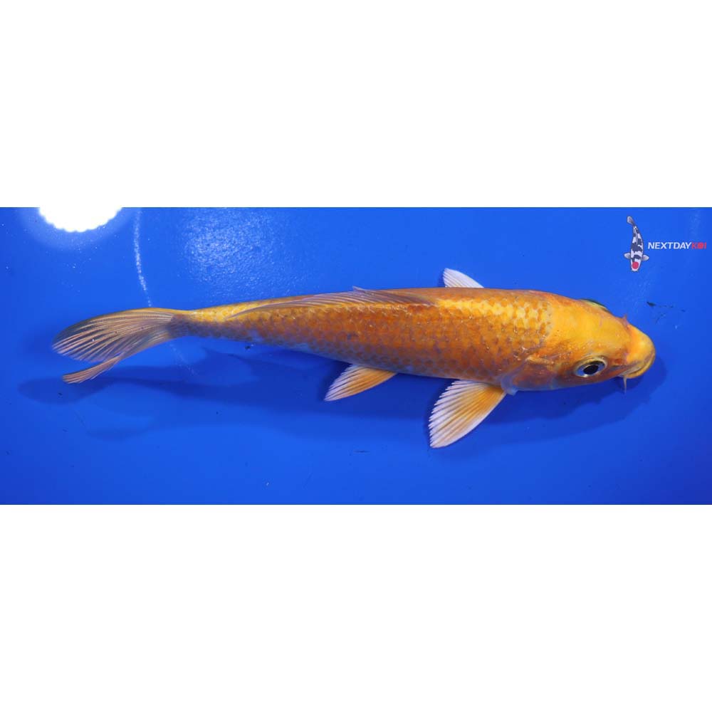 6” Imported Orenji Ogon