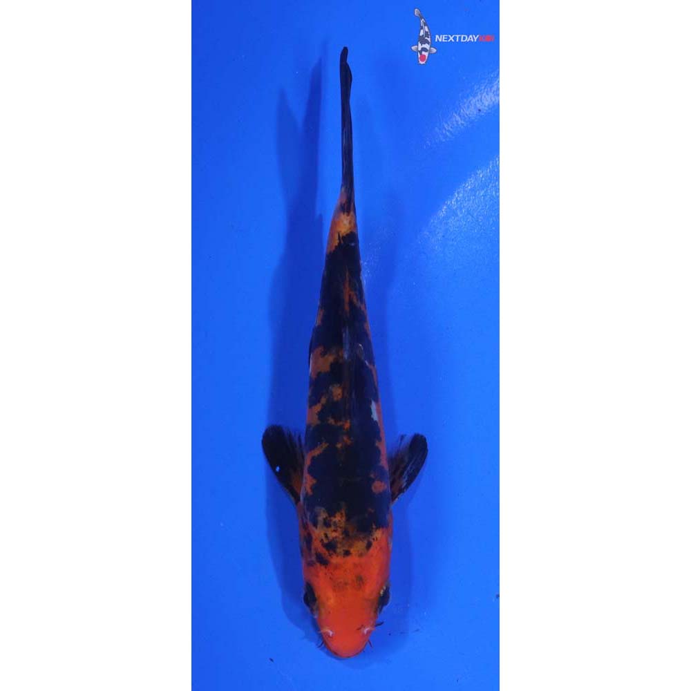 5” Imported Doitsu Sanke