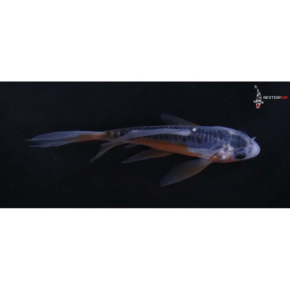 3.5” Imported Shusui Butterfly Koi