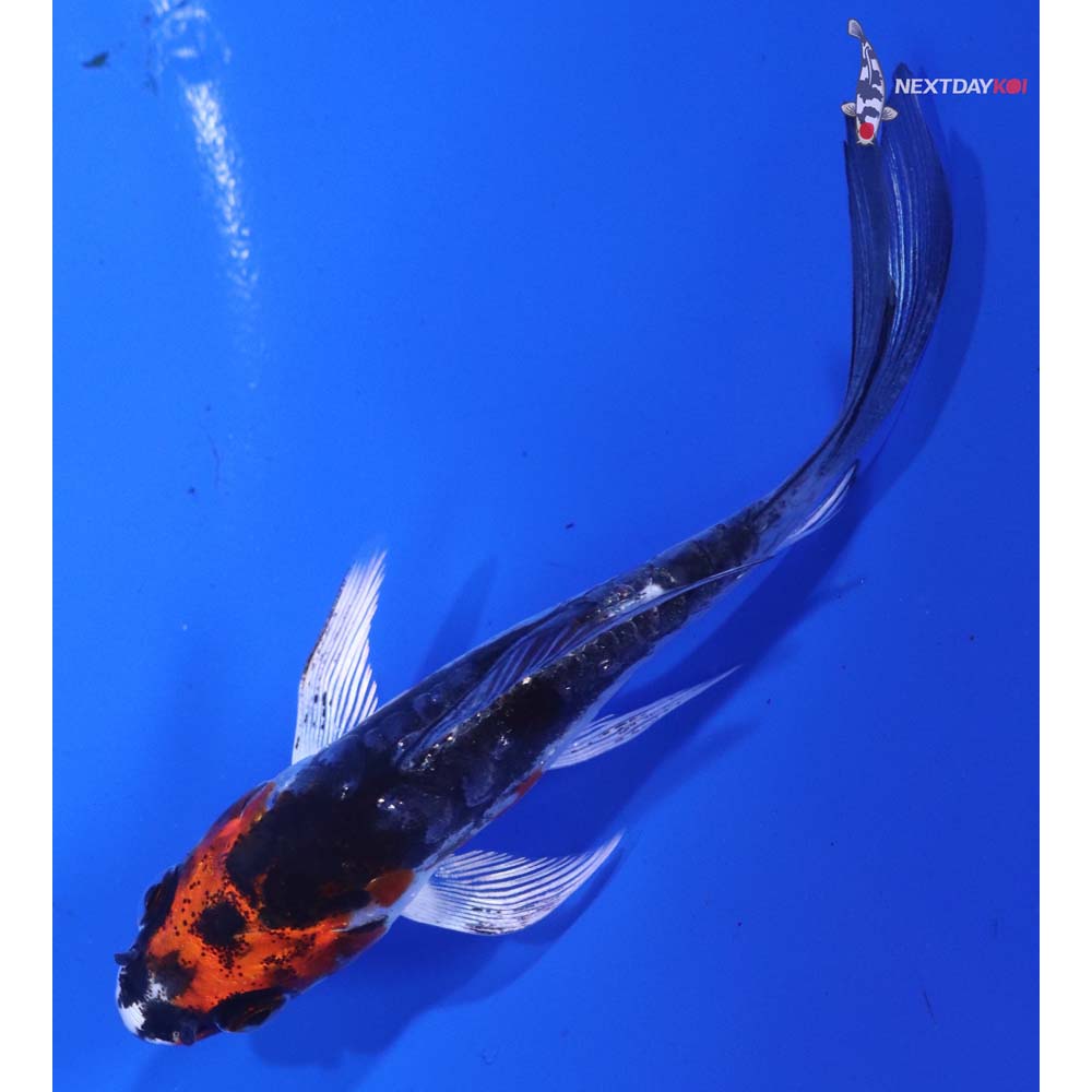 4” Imported Kin Kikokuryu Butterfly Koi