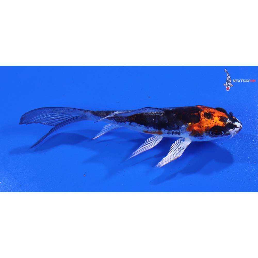 4” Imported Kin Kikokuryu Butterfly Koi