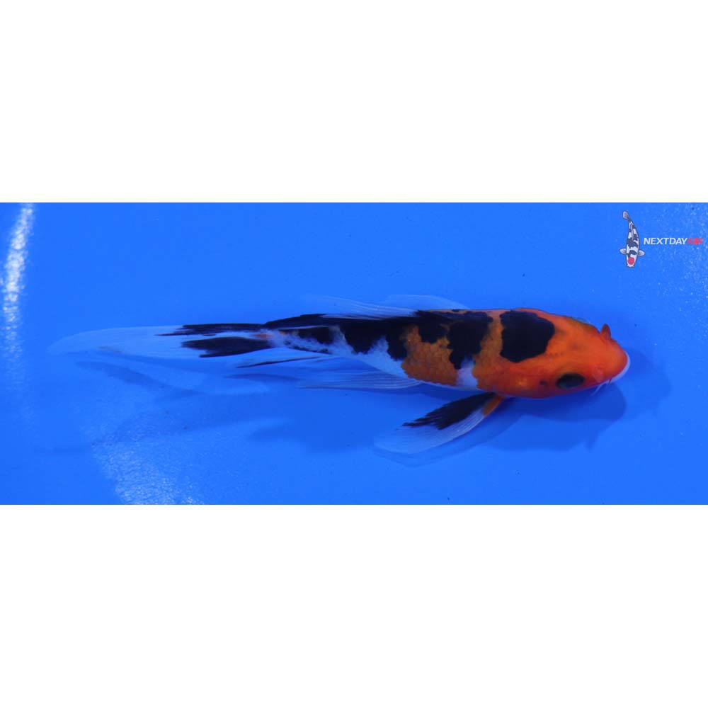 3.5” Imported Sanke Butterfly Koi