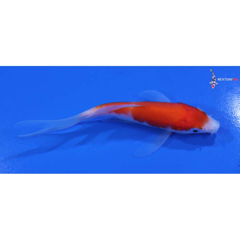 4” Imported Kohaku Butterfly Koi