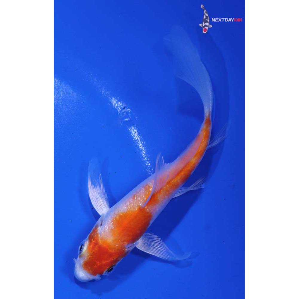 4” Imported Hariwake Butterfly Koi