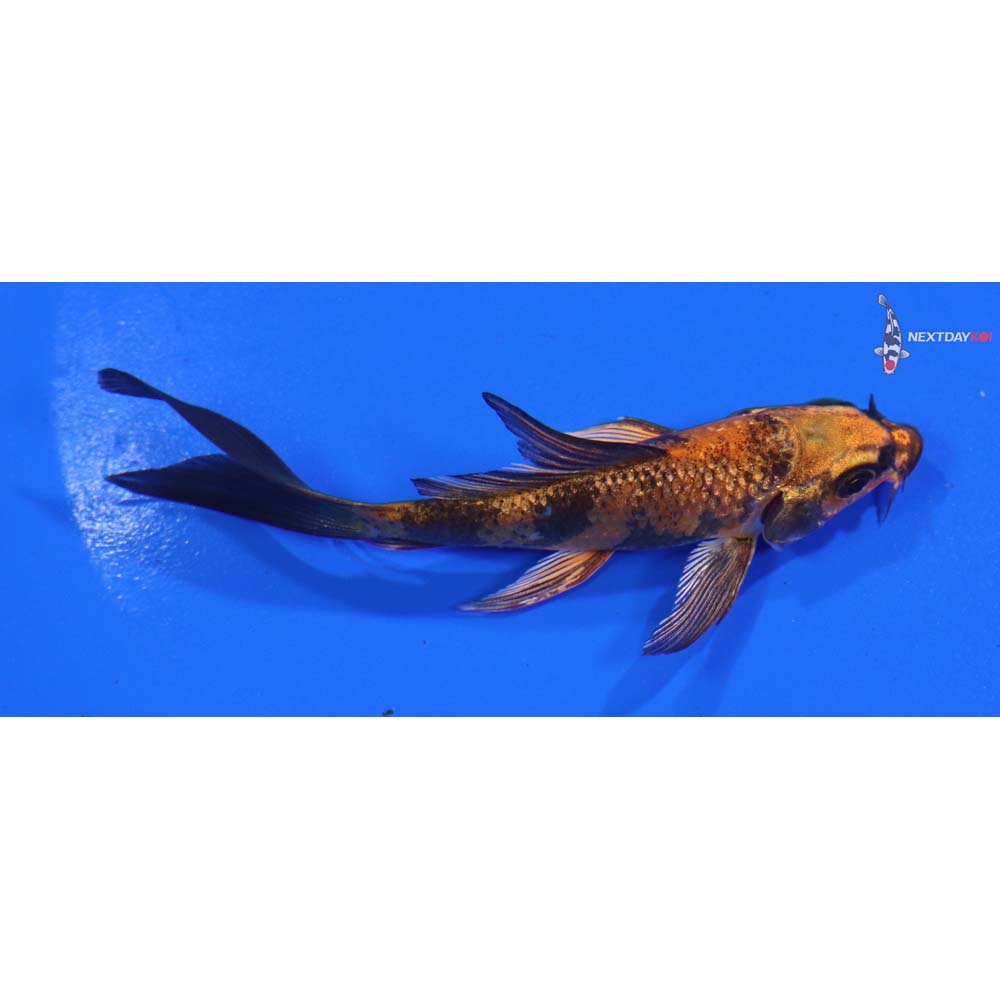 4” Imported Kin Hi Utsuri Butterfly Koi