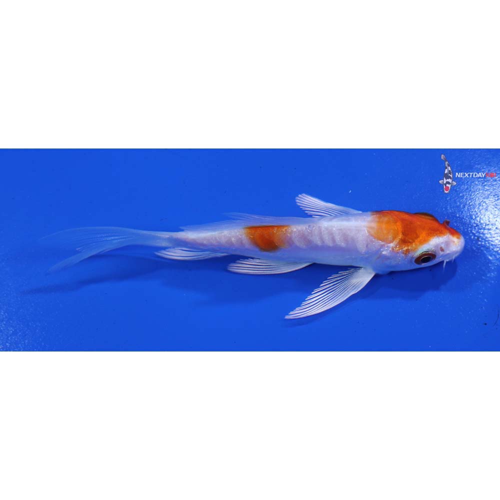 4” Imported Kikusui Butterfly Koi