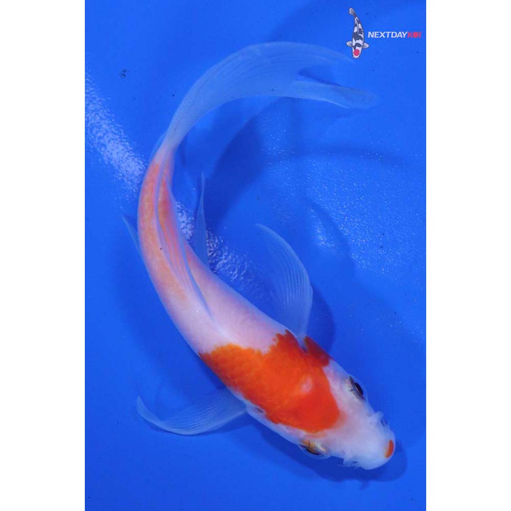 4” Imported Kohaku Butterfly Koi
