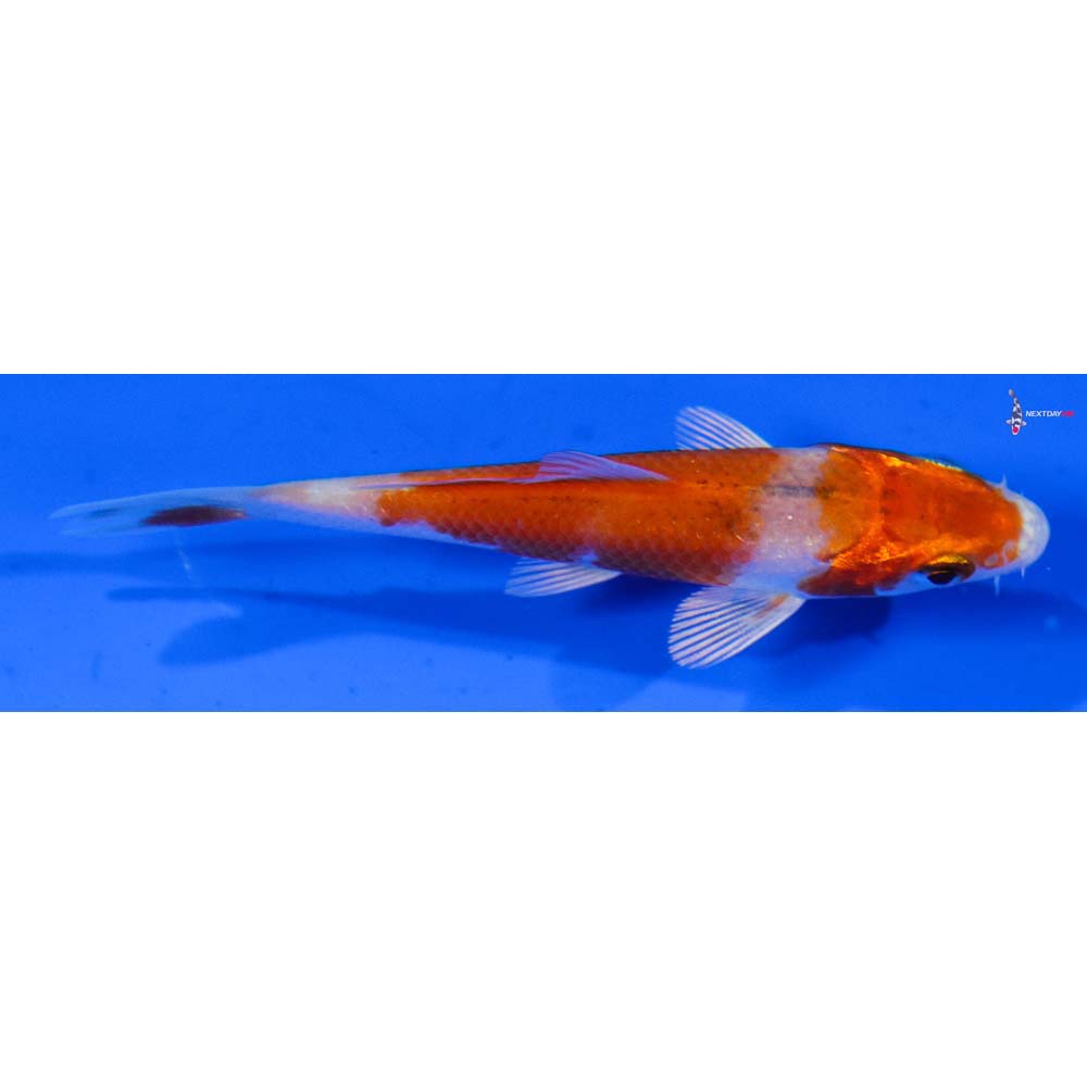 3.5” Imported Hariwake