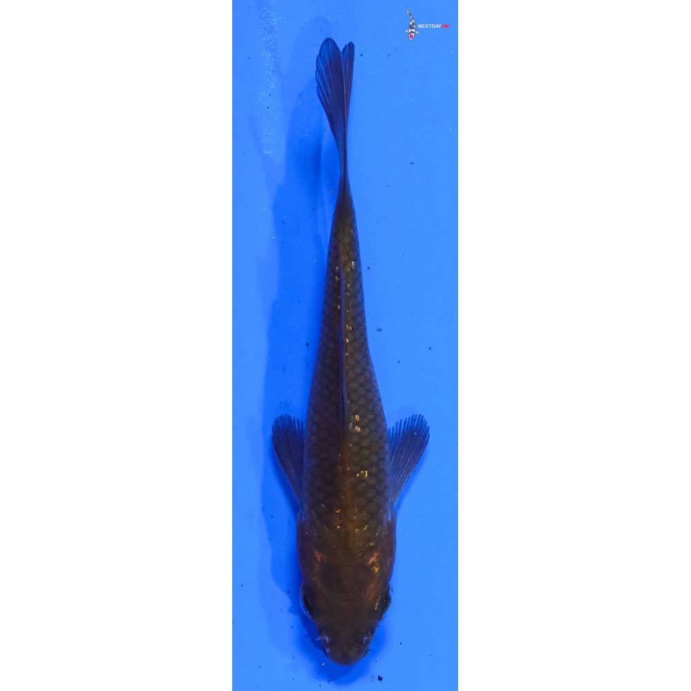 3” Imported Gin Rin Chagoi