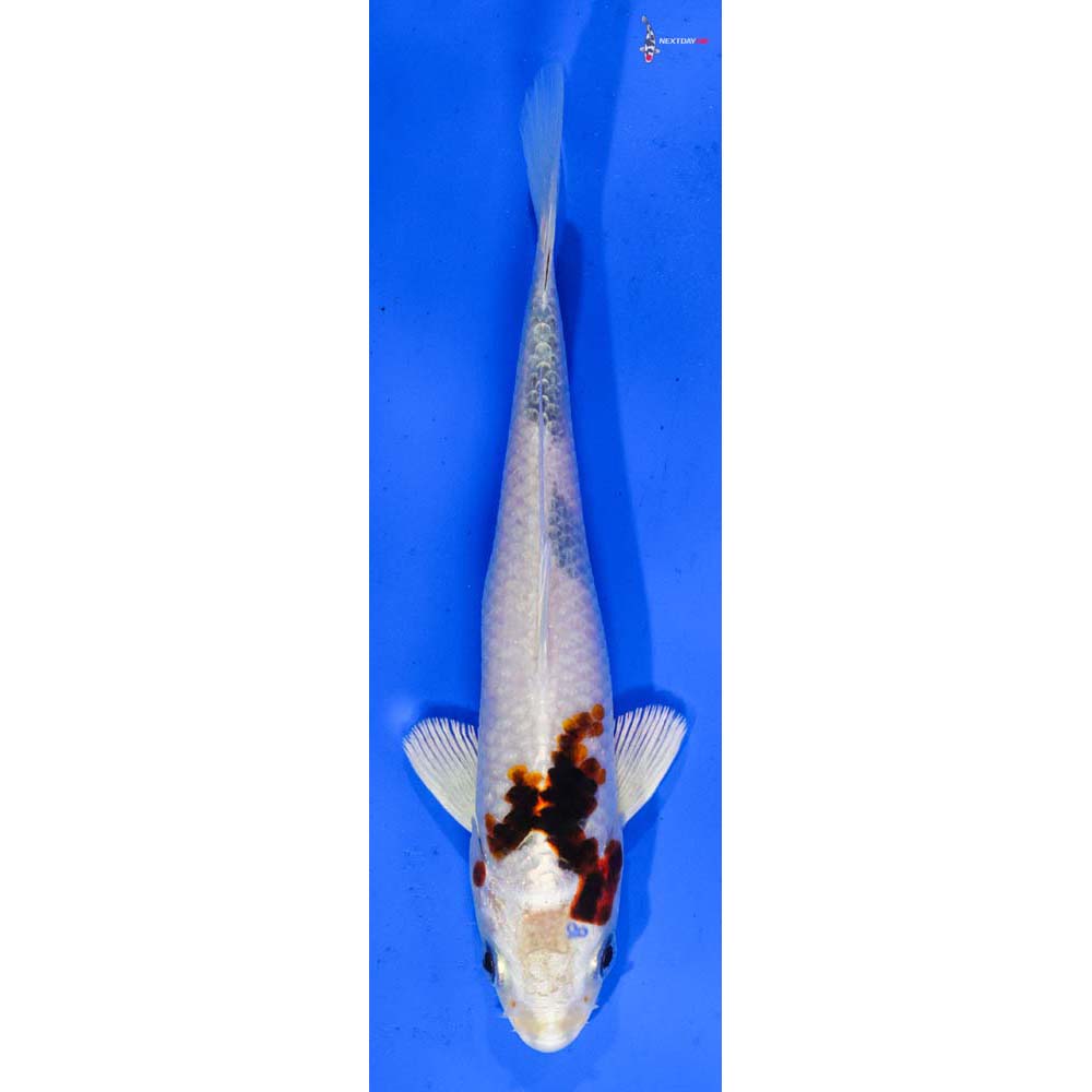 6” Imported Yamato Nishiki