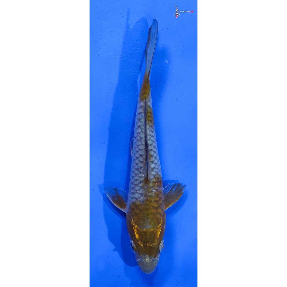 6” Imported Ochiba Shigure