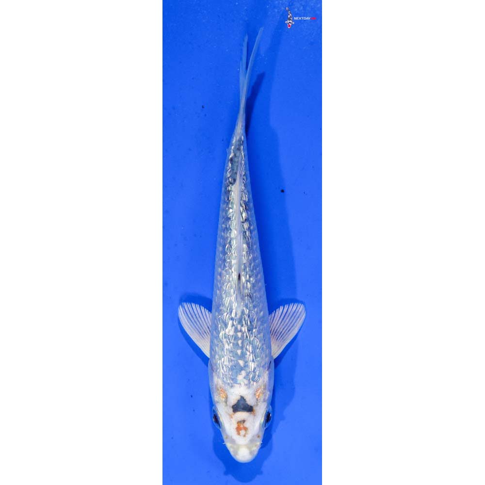 6” Imported Gin Rin Gin Matsuba