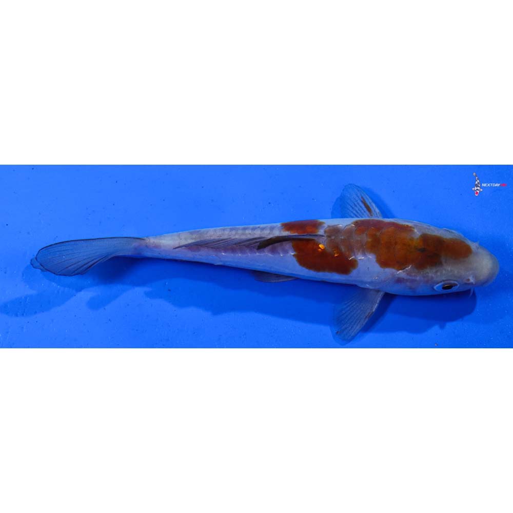 6” Imported Doitsu Ochiba Shigure