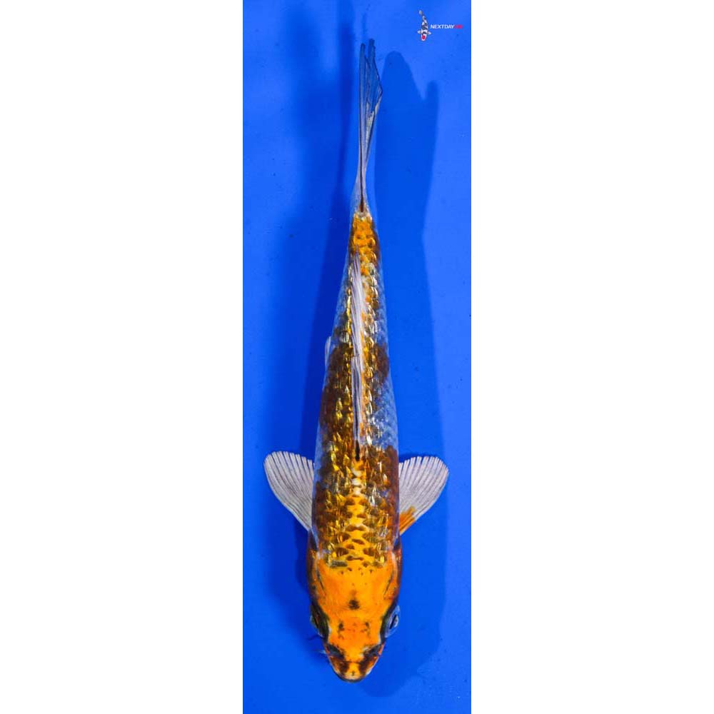 6.5” Imported Gin Rin Kujaku