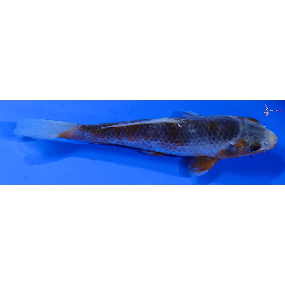 6.5” Imported Asagi