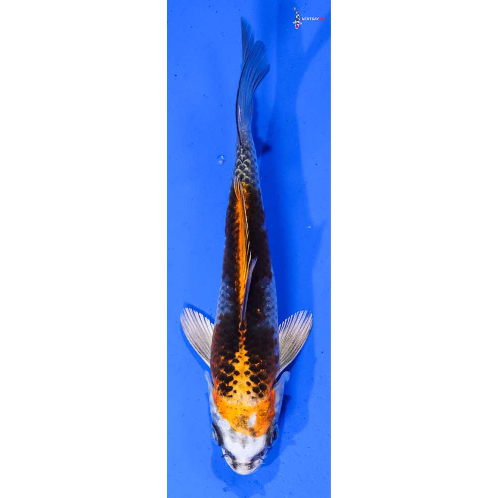 6.5” Imported Kujaku