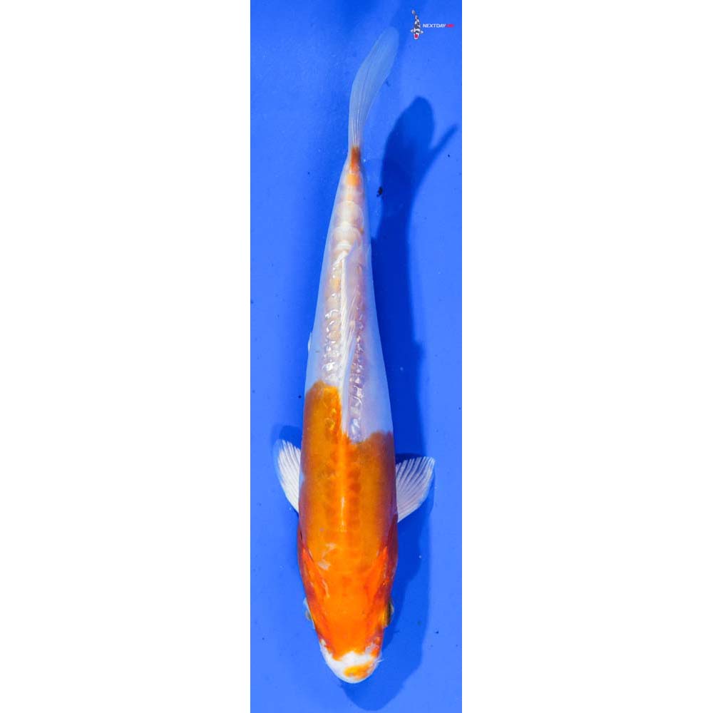 7” Imported Kikusui