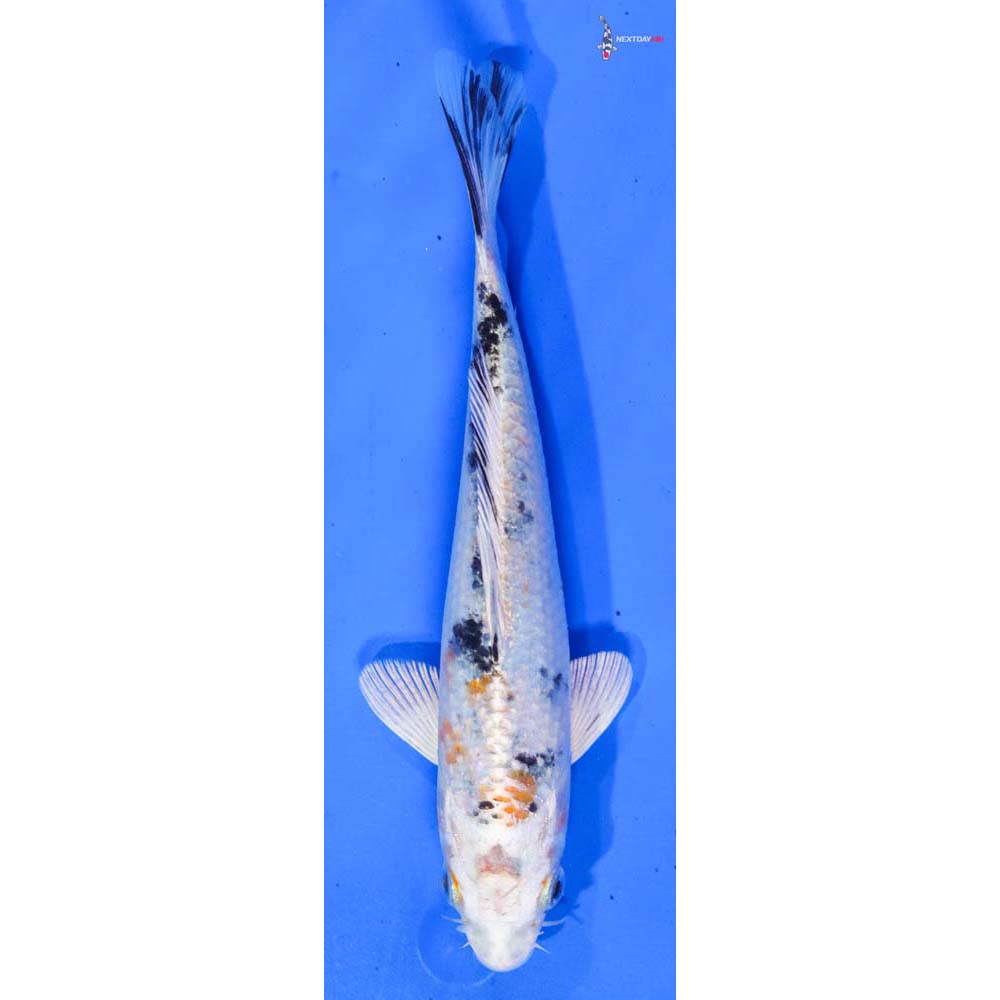 7.5” Imported Yamato Nishiki