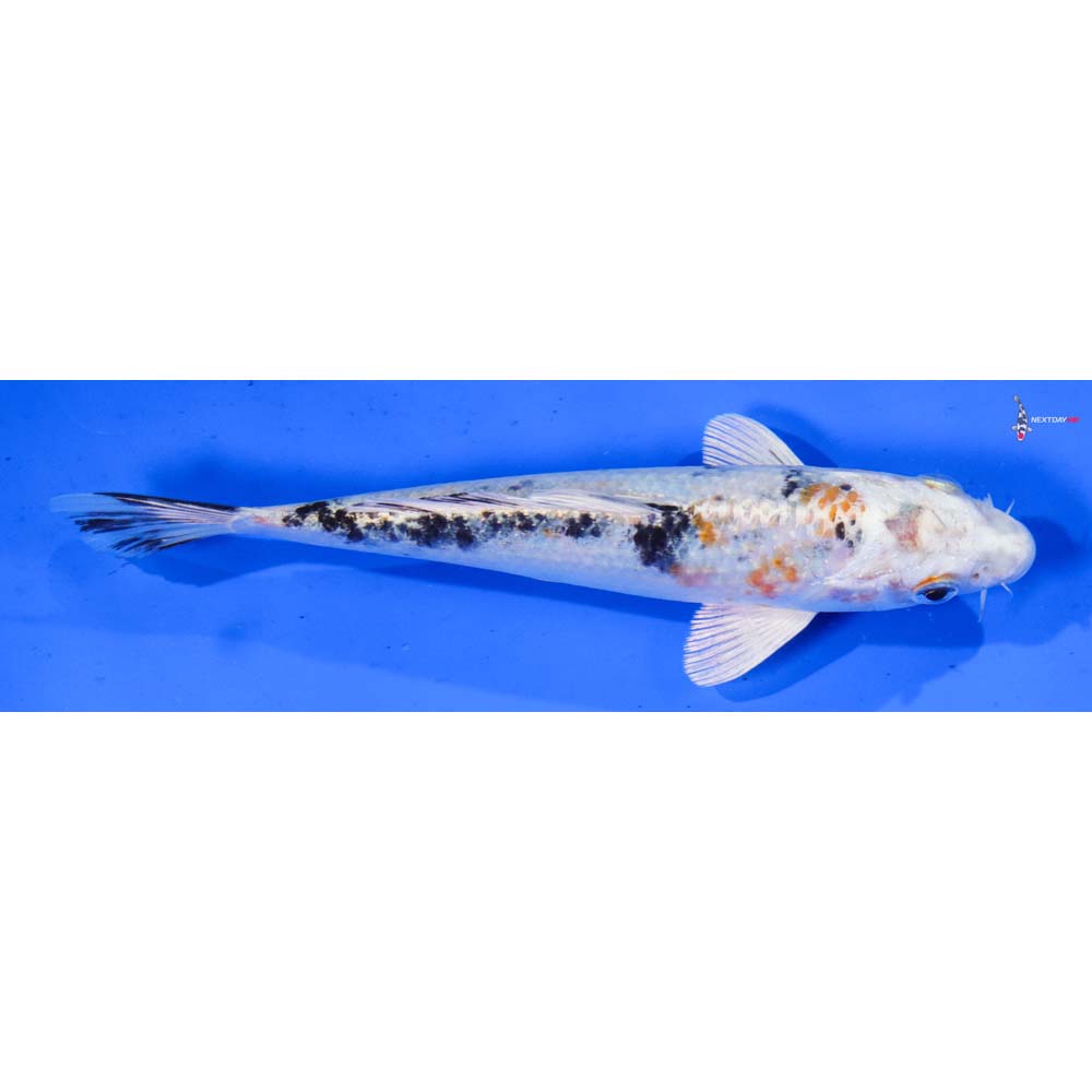 7.5” Imported Yamato Nishiki