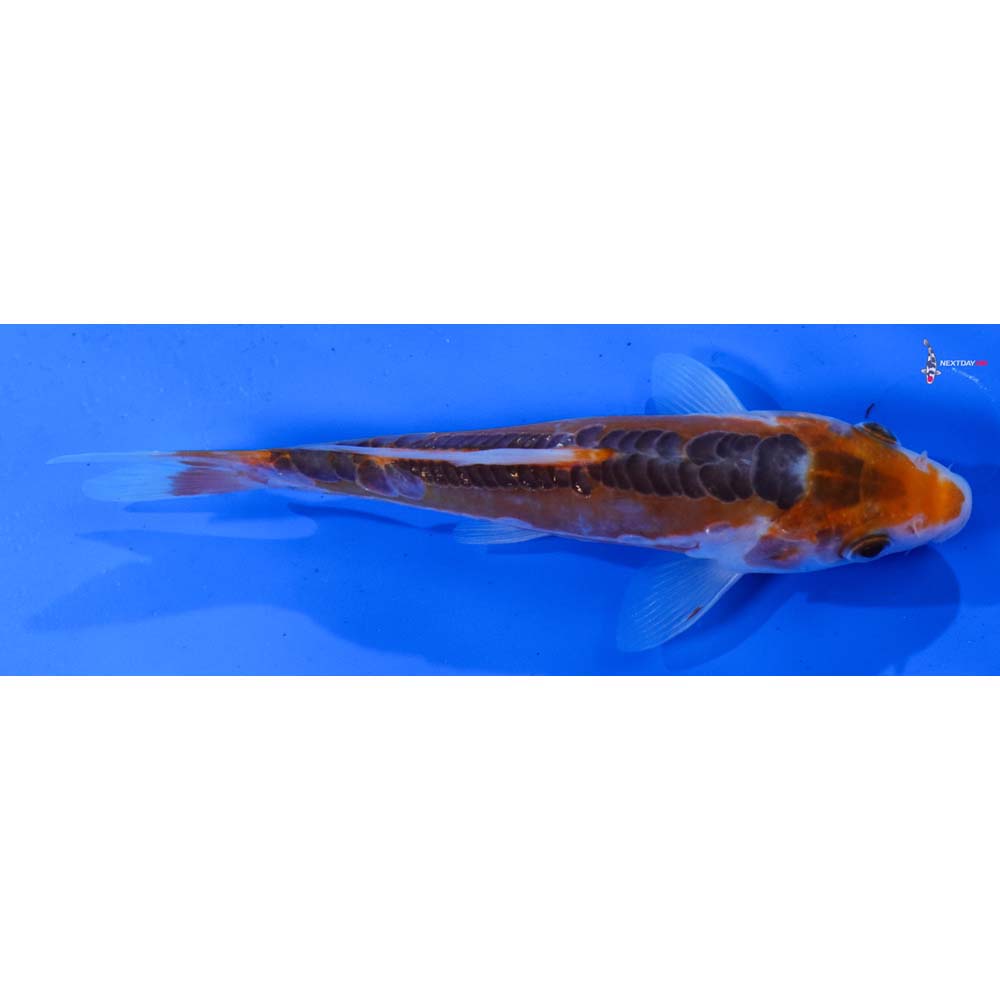 6” Imported Shusui