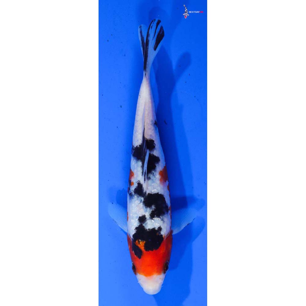 6.5” Imported Sanke