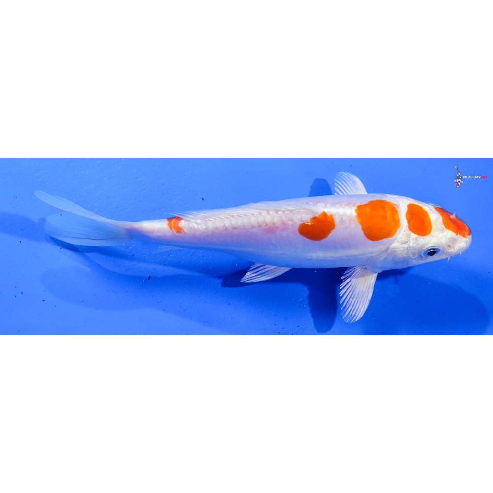 7” Imported Kikusui