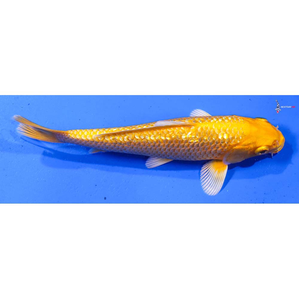 7” Imported Gin Rin Yamabuki Ogon