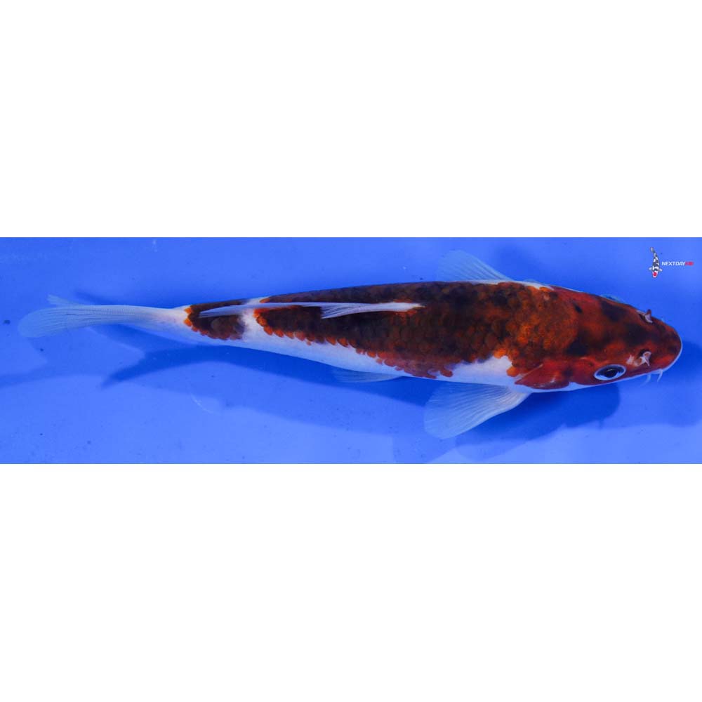 7” Imported Goromo