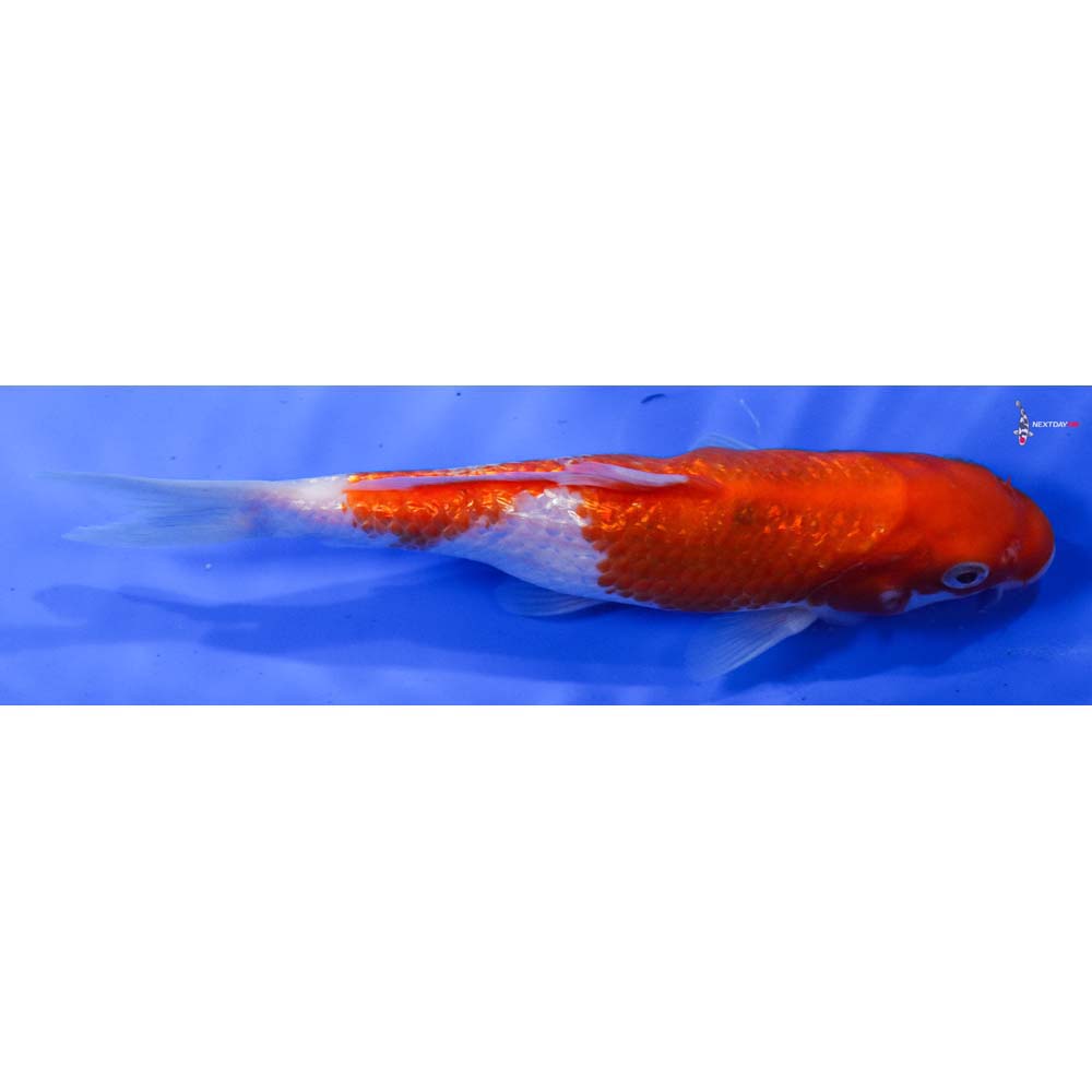 7” Imported Gin Rin Kohaku