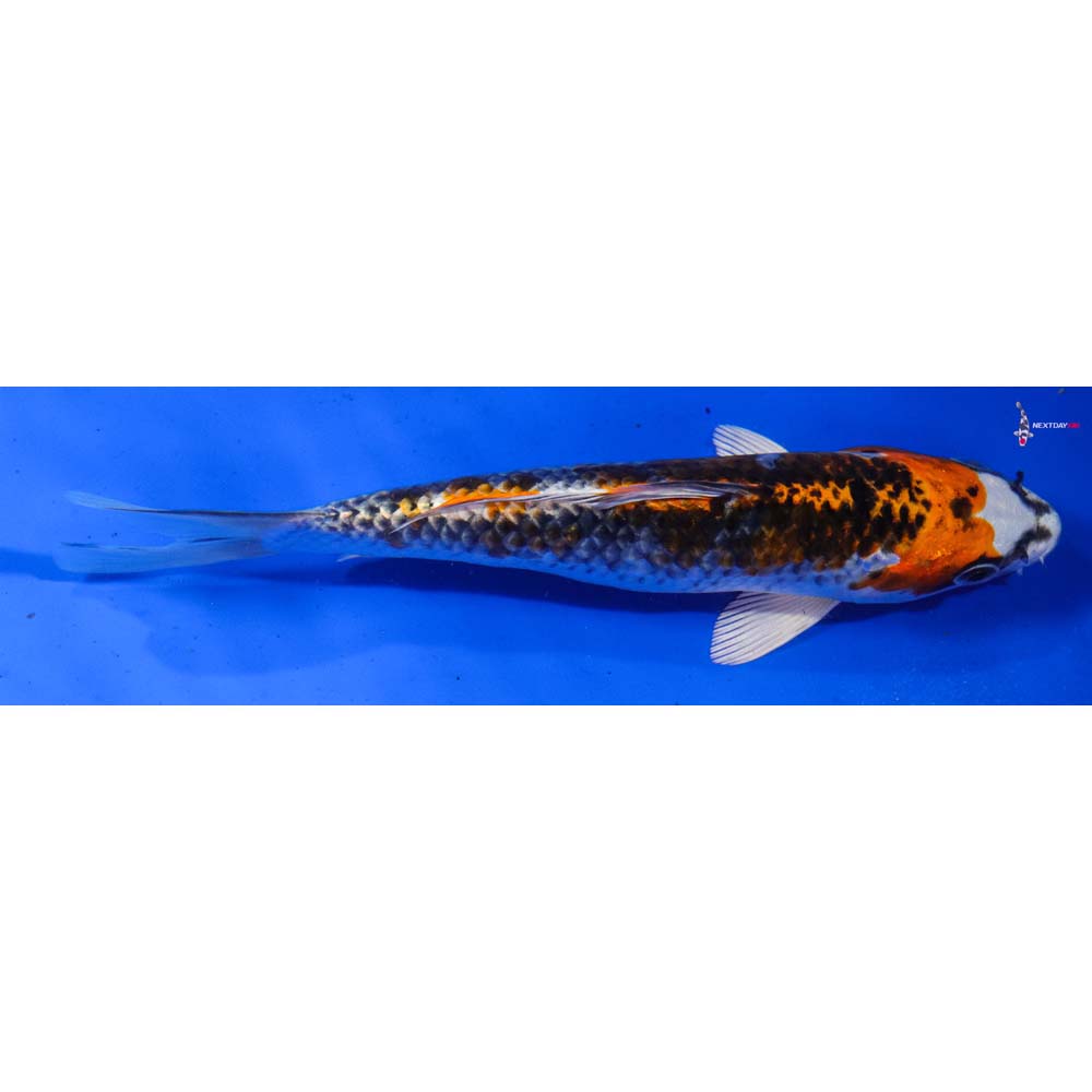 7” Imported Kujaku