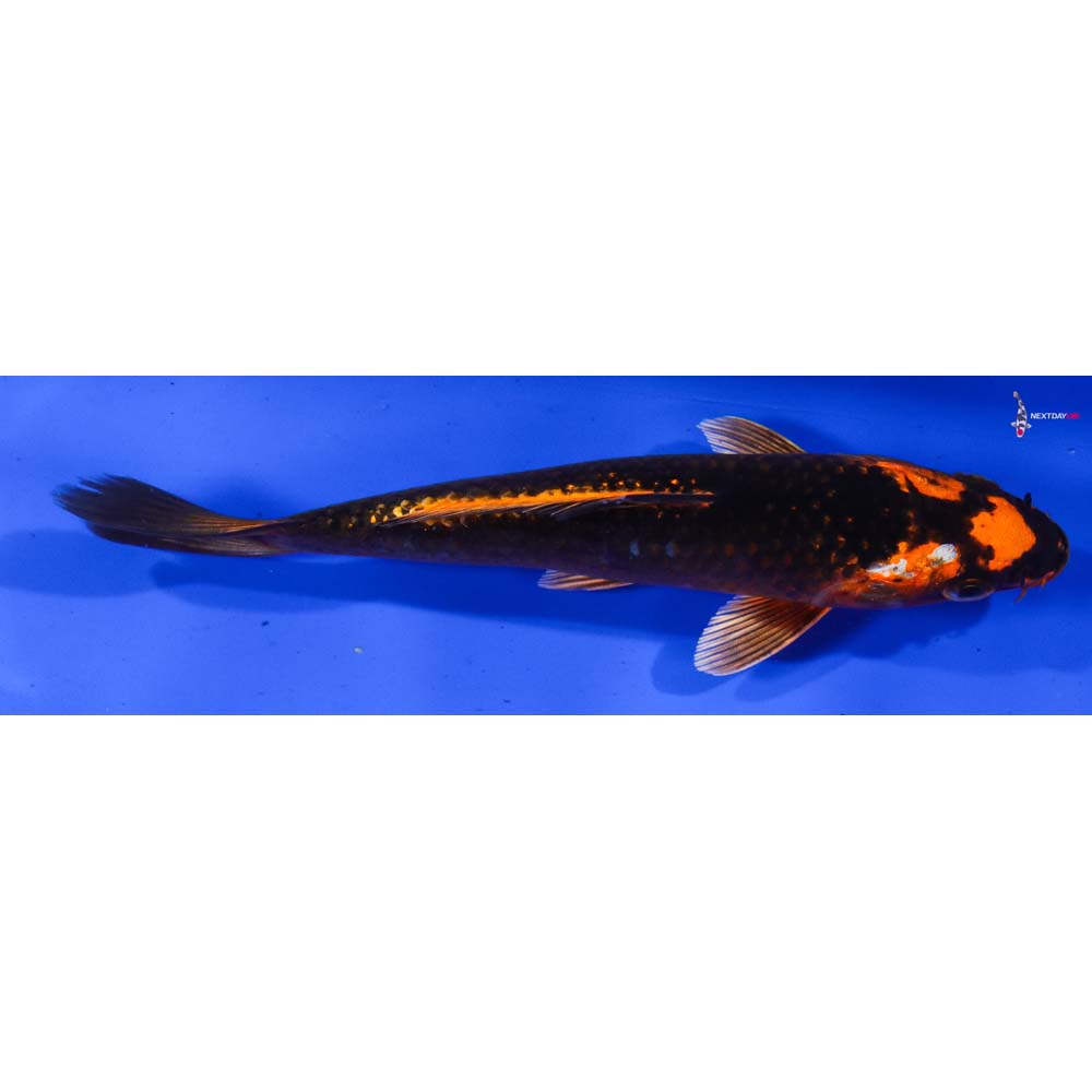 6.5” Imported Orenji Matsuba