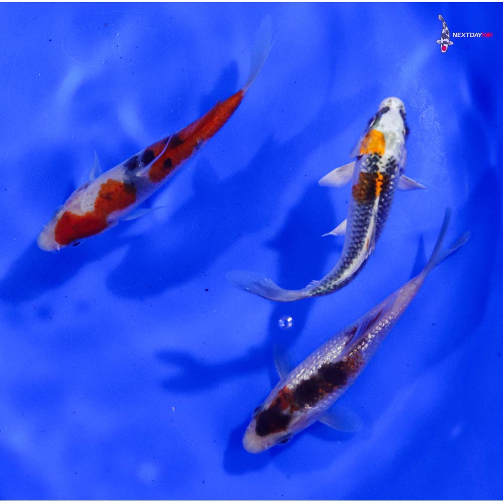 Lot of (3) 4-5” Imported Assorted Koi