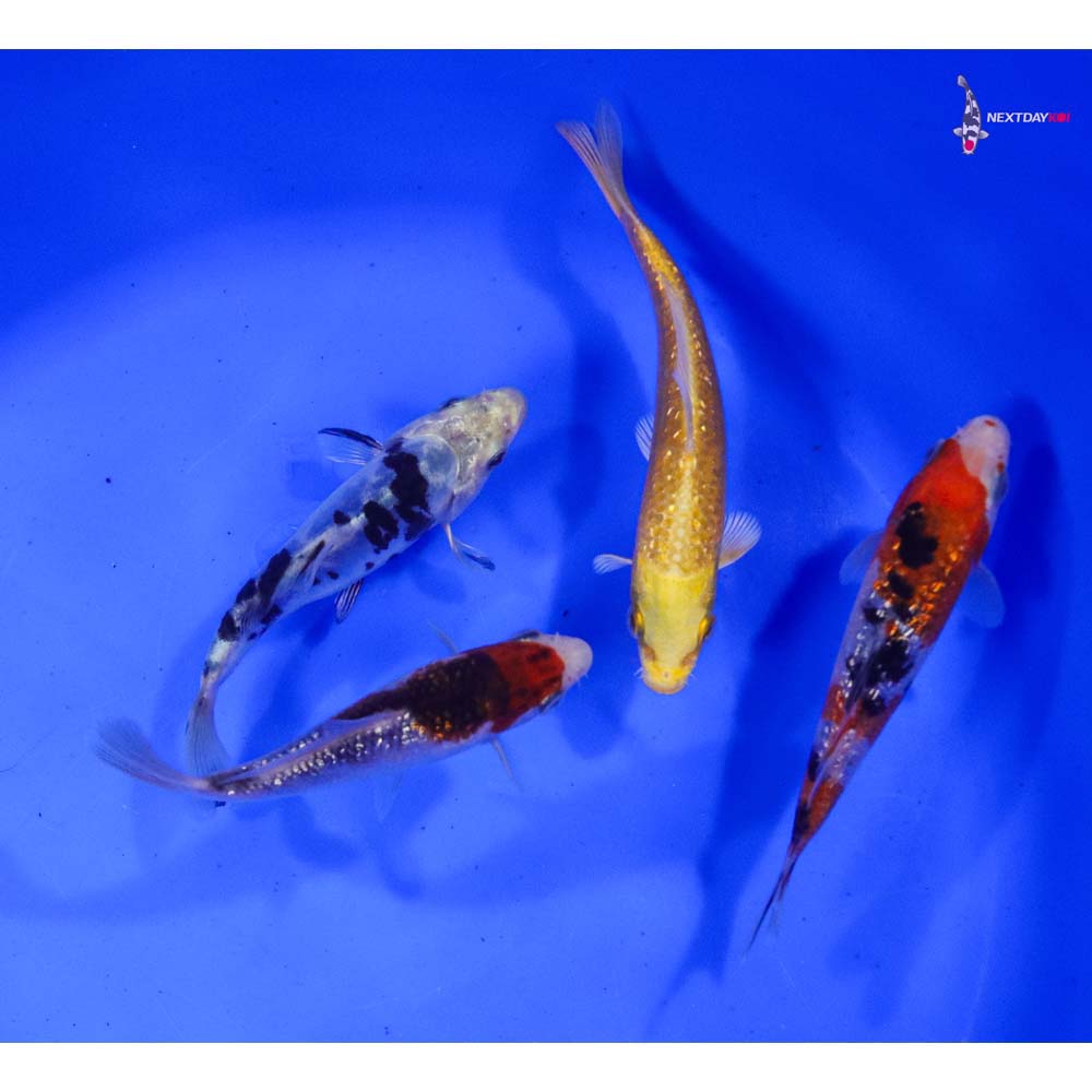 Lot of (4) 4-5” Imported Assorted Koi