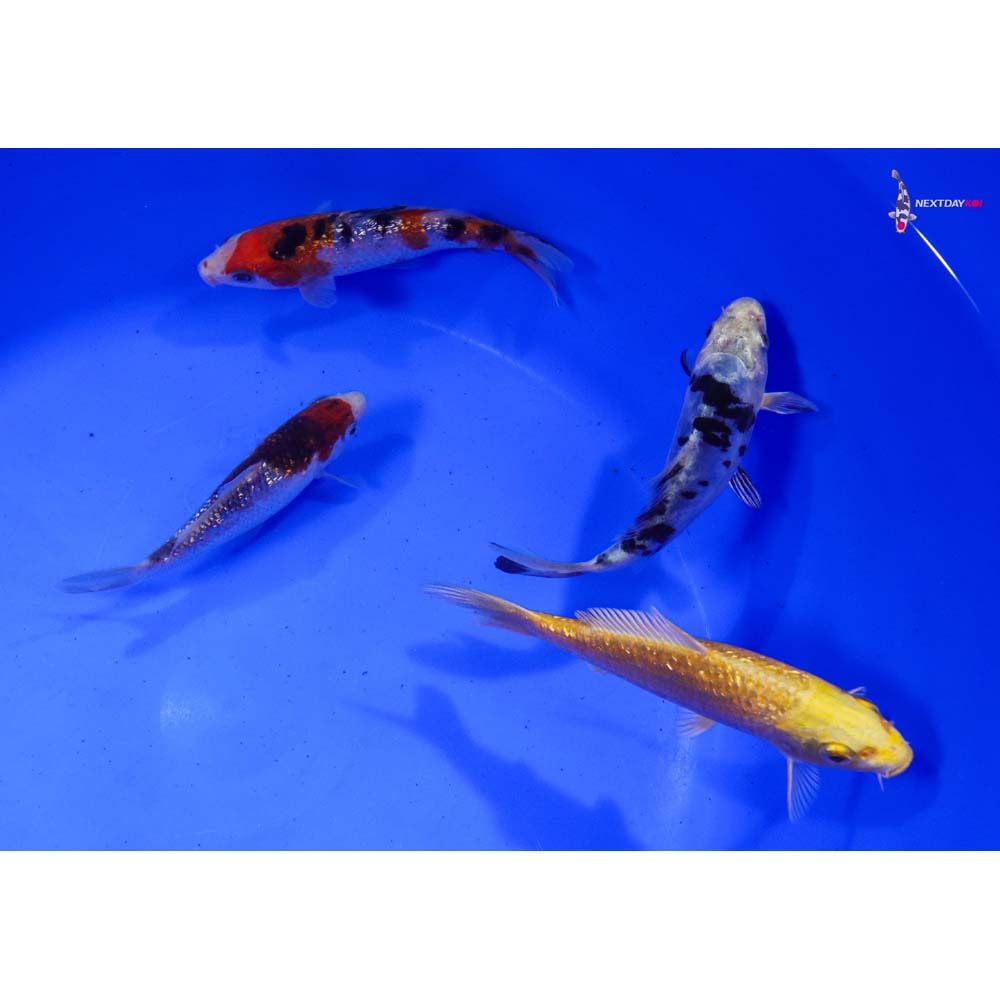 Lot of (4) 4-5” Imported Assorted Koi