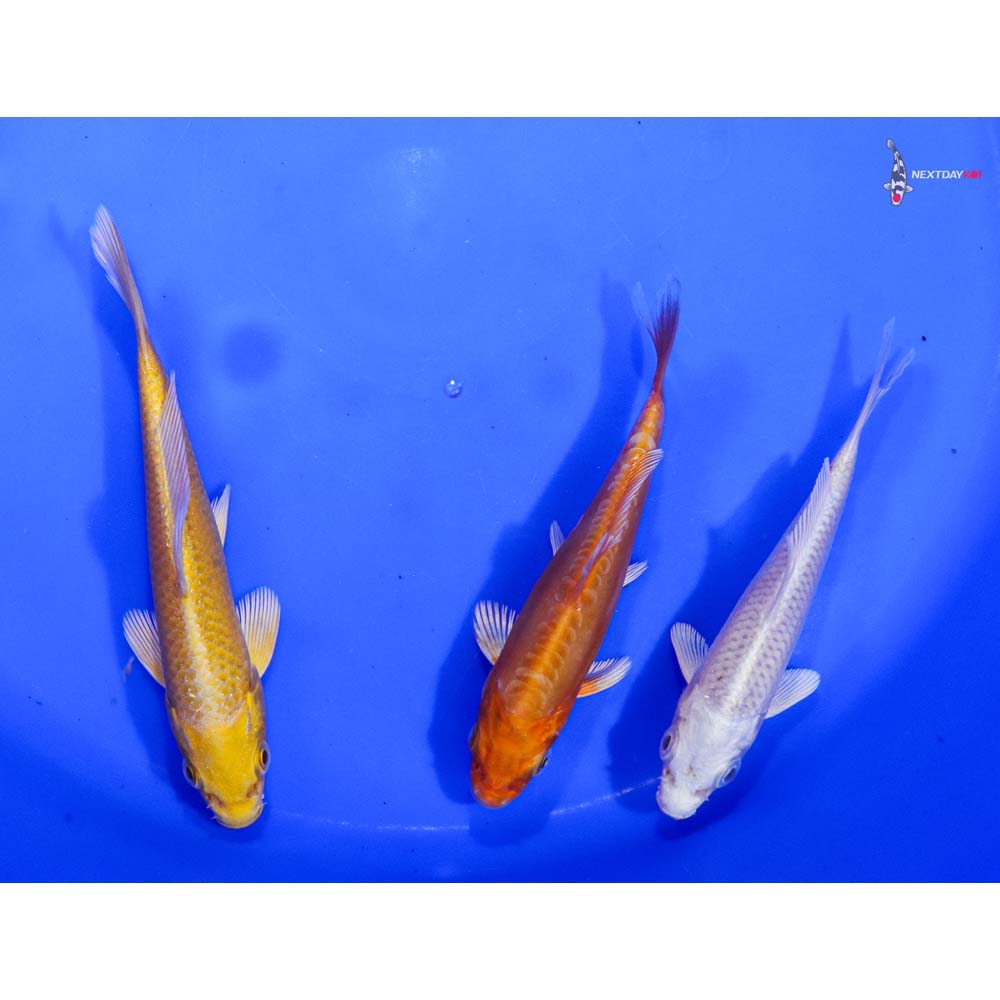 Lot of (3) 4-5” Imported Assorted Koi