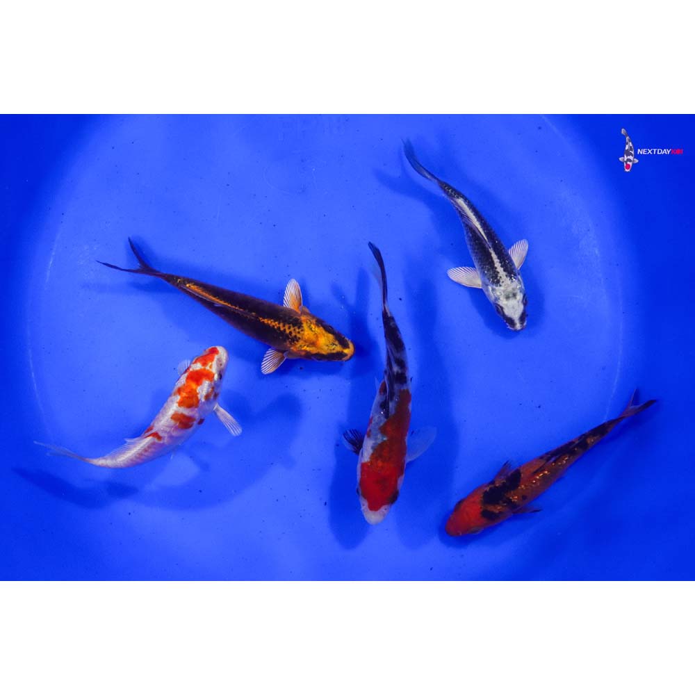 Lot of (5) 4-5” Imported Assorted Koi
